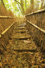 岡山県玉野市　天王池の竹林