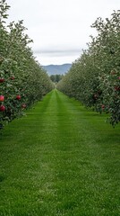 Heavy rain pours along a winding path through an apple orchard, framed by verdant grass and stunning green mountains in southern China, vibrant apples decorate the branches