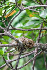 Beautiful portrait picture of a carpet python resting in a tree. Amazing wildlife spotting in a mangrove river in Palawan, island from the Philippines. Beautiful snake in the nature. Amazing colors. 
