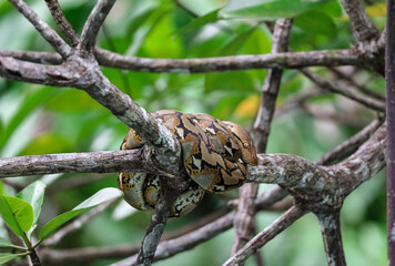 Beautiful picture of a carpet python resting in a tree. Amazing wildlife spotting in a mangrove river in Palawan, island from the Philippines. Beautiful snake in the nature. 