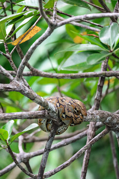Beautiful portrait picture of a carpet python resting in a tree. Amazing wildlife spotting in a mangrove river in Palawan, island from the Philippines. Beautiful snake in the nature. Amazing colors. 