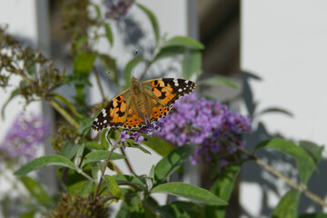 Painted Lady (Vanessa cardui) butterfly perched on summer lilac in Zurich, Switzerland