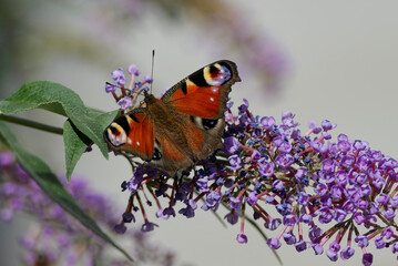 European peacock butterfly (Aglais io) perched on summer lilac in Zurich, Switzerland