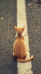 Obraz premium Ginger cat sitting on a road with a line marking