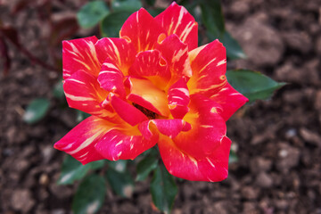 Rose Harry Wheatcroft. The two-colored hybrid tea rose