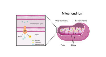 Mitochondrion structure. Anatomy of mitochondrion. ATP synthase, Cristae, Ribosomes (mitoribosome), Granule, Porins, DNA, Matrix, inner and outer membrane. Scientific educational vector illustration.