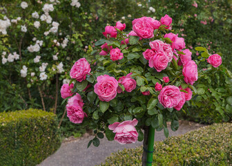 Standard Tree Roses, Stem Roses, magnificent garden plants are garden decorate