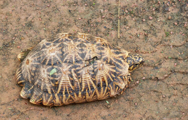 Indian star tortoise