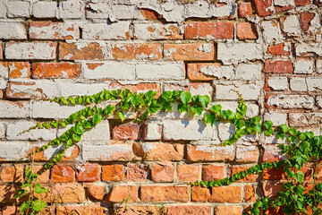 Vibrant Green Vine on Weathered Brick Wall Eye-Level View