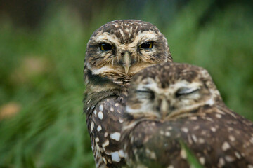Two owls are standing next to each other in a green field