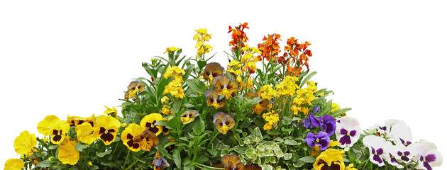 Pensées et giroflées 