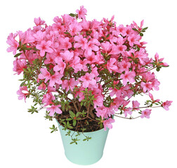 Azalée japonaise rose en pot	