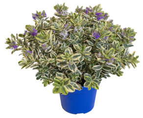Véronique au feuillage panaché fleurie en pot
