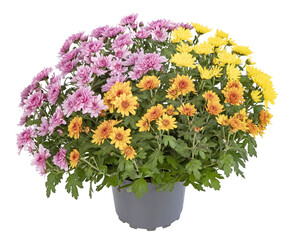 Pot de chrysanthème multicolore