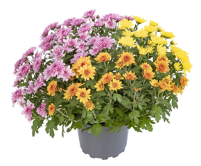 Pot de chrysanthème multicolore