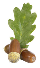 Glands de chêne	