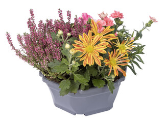 Pot de plantes fleuries d'automne