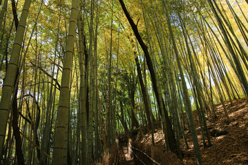 岡山県玉野市　天王池の竹林