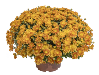 Pot de chrysanthème jaune orangé