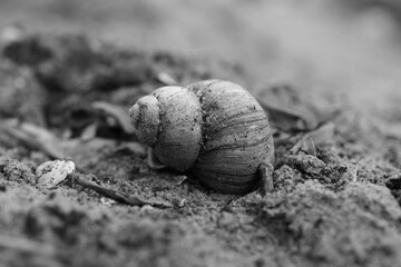 snail on the ground