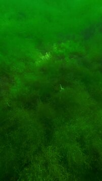 Vertical video, Camera moving forwards above the sea bottom covered with a continuous layer of colonial form of green algae in sun glare, small fish swims above the algae
