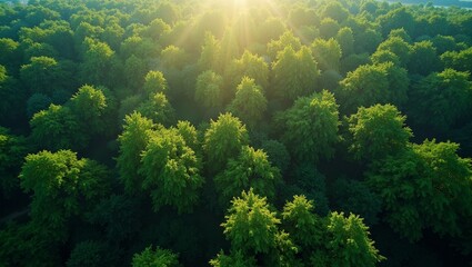 Obraz premium Lush green forest canopy with sunbeams filtering through