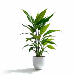 Fototapeta premium Isolated Tropical Plant in Decorative Indoor Space with Transparent Background
