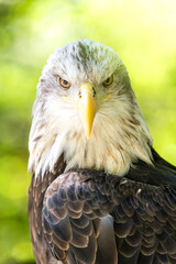 Bald Eagle Stare