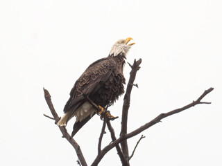 majestic Bald Eagle cries while sitting in a dead tree