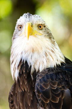 Bald Eagle Stare