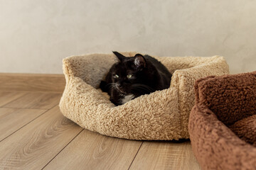 Black cat is resting in plush couch bed. Fluffy cat bed with sides