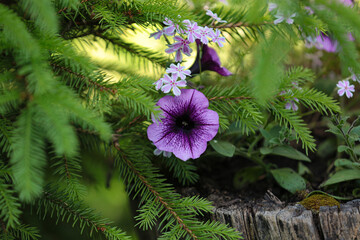 Flower in the forest, summer