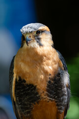 Kestrel