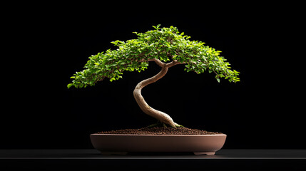 Twisted Bonsai Tree | Unique and Artistic Miniature Tree with Elegant Curves