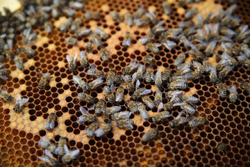 bees on honeycomb