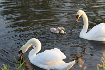 Swan in Dublin