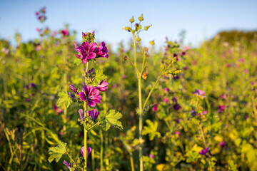Lila Blume im Sommer auf dem Feld