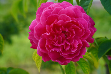 closeup large pink and red rose flower on nature background, love, valentine, card, buddha, religion, copy space