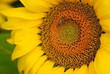 Yellow Fresh Sunflowers in a Field Close-up, Agriculture concept photograph. Zoom in and focus...