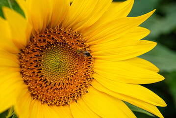 Yellow Fresh Sunflowers in a Field Close-up, Agriculture concept photograph. Zoom in and focus...
