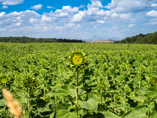 Close-up of a wonderful green sunflower in a sunflower field. Selective focus. Palencia, Castile and Leon, Spain.