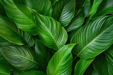 Spathiphyllum cannifolium leaves, rich green texture, organic setting, vibrant tropical foliage