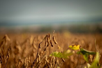 field of golden soybeans ready for harvesting 