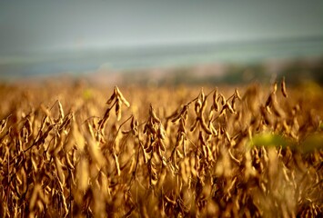 soybeans field at sunset