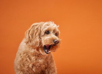 A Labradoodle with curly fur yawns widely, showing its teeth against an orange background.