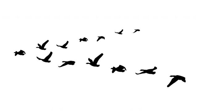 animated flying geese flock silhouette, bird design shadow skein v-shape migration flight, loop
