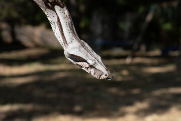 Guyana Red-tailed Boa Constrictor