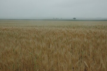 Wheat crops in northern Argentina