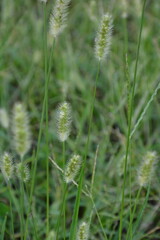 close up of grass