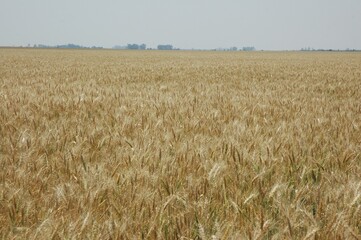 Wheat crops in northern Argentina